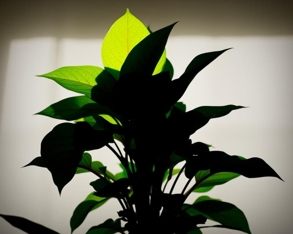 Wat is dit voor plant?