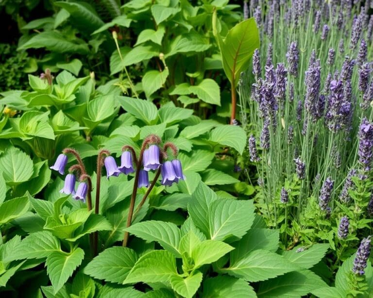 Welke plant helpt tegen brandnetels?