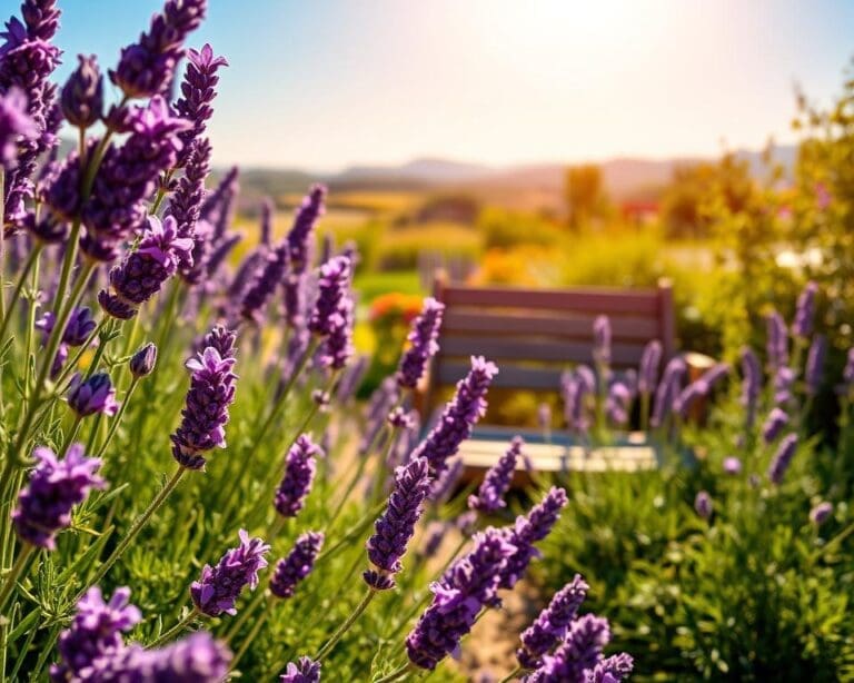 lavendel zonnige tuin